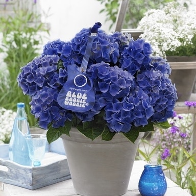 Hortensia blauw maken