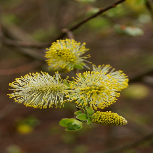 Geoorde wilg, bosplantsoen (Salix aurita)