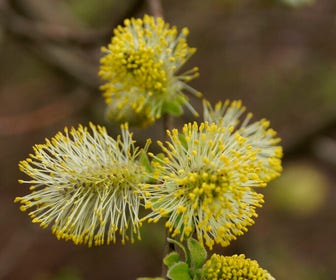 Geoorde wilg, bosplantsoen (Salix aurita)