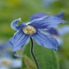 Bodembedekkende Bosrank (Clematis integrifolia)