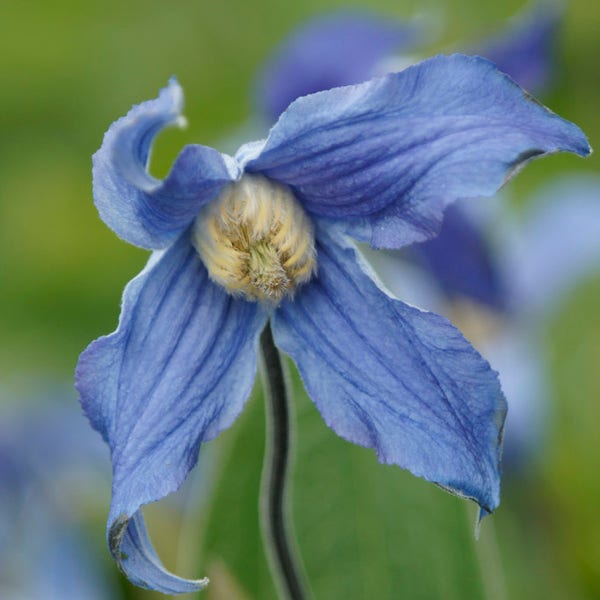 Bodembedekkende Bosrank (Clematis integrifolia)