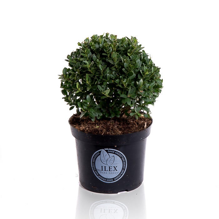 Ilex crenata Dark Green (Japanse hulst) Vervanger buxus Ilex crenata Dark Green (Japanse hulst) Vervanger buxus