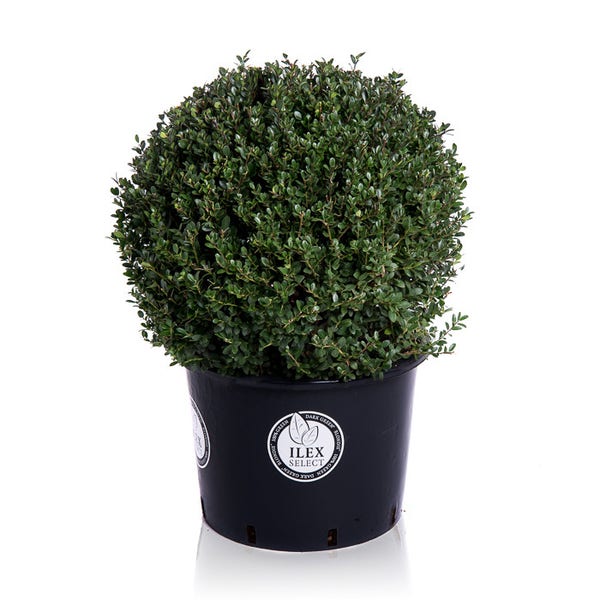 Japanse Hulst (Ilex crenata 'Luxus Globe Japanse Hulst (Ilex crenata 'Luxus Globe