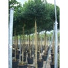 Esdoorn (Acer campestre 'Elsrijk')