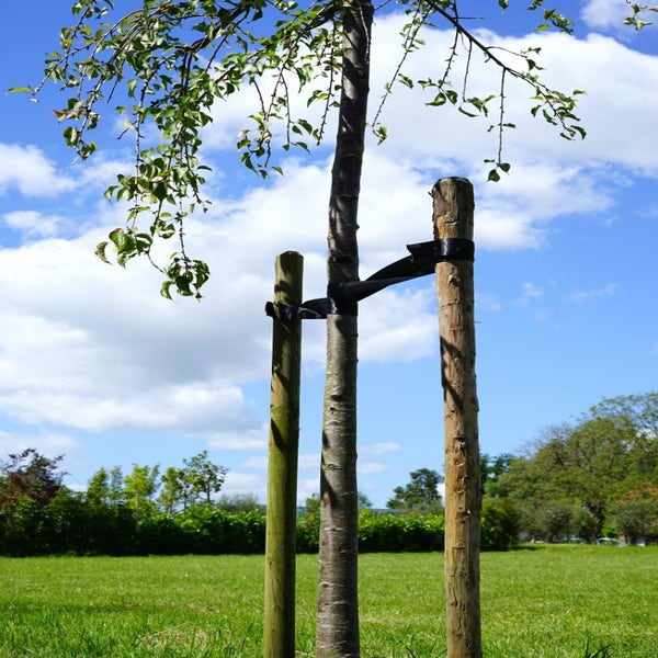 Boompalenset 250cm lengte (2 palen incl. band en nagels!)