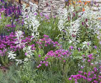 Borderpakket Roze, Paars en Grijsgroen (2 M²)