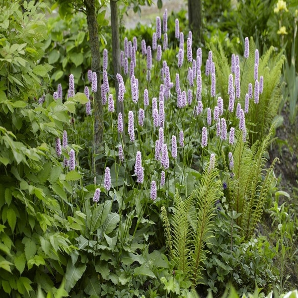 Borderpakket Schaduwtuin - border planten voor schaduw