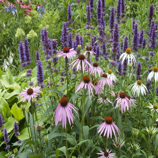 Borderpakket Stralend Blauw-Roze - hele zomer bloemen