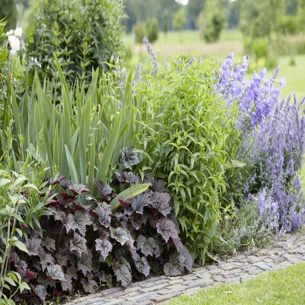 Borderpakket in Paarstinten met oa. Agastache, Campanula, Heuchera