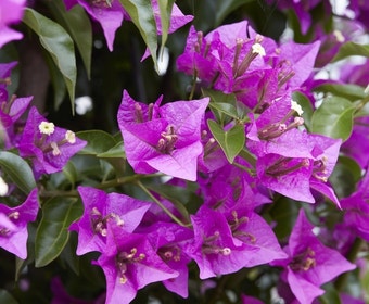 Bougainvillea op stam (Bougainvillea glabra)