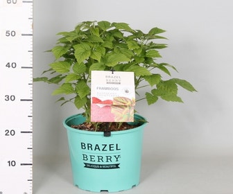 Framboos Brazelberry (Rubus idaeus ‘Raspberry Shortcake’)