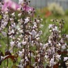 Schildpadbloem (Penstemon digitalis 'Husker Red') BIO