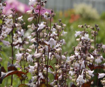 Schildpadbloem (Penstemon digitalis 'Husker Red') BIO