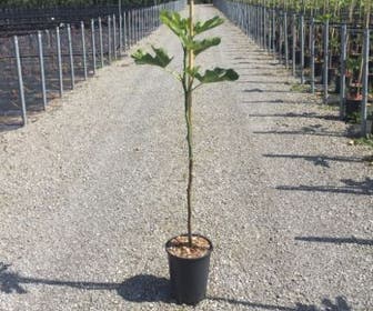 Vijg op stam (Ficus carica 'Brown Turkey')
