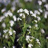 Kaukasische vergeet-mij-niet (Brunnera macrophylla 'Betty Bowring')