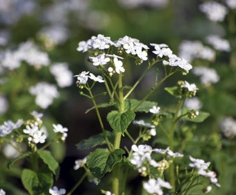 Kaukasische vergeet-mij-niet (Brunnera macrophylla 'Betty Bowring')