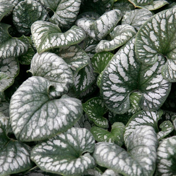 Kaukasische vergeet-mij-niet (Brunnera macrophylla 'Emerald Mist')