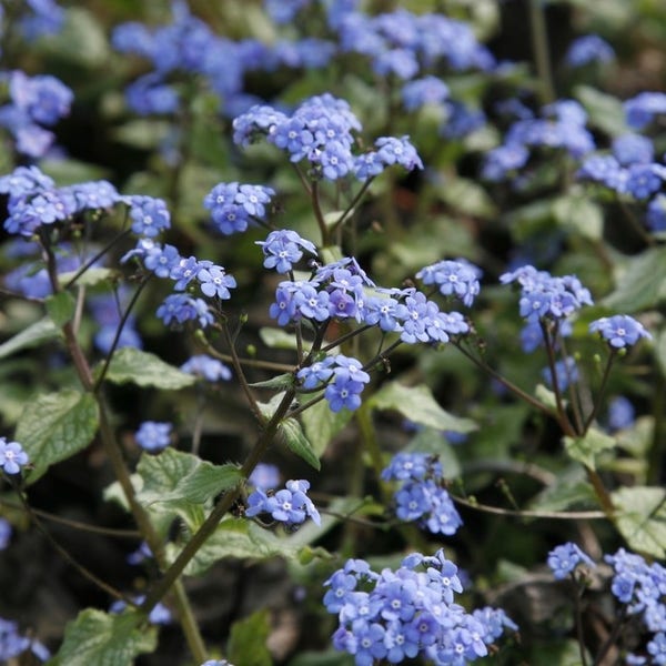 Kaukasische vergeet-mij-niet (Brunnera macrophylla 'Jack Frost')