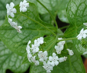 Kaukasische vergeet-mij-niet (Brunnera macrophylla 'Mister Morse')