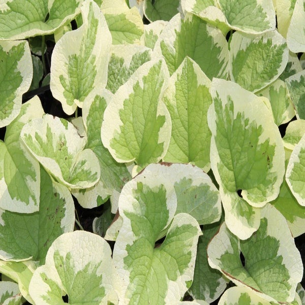 Kaukasische vergeet-mij-niet (Brunnera macrophylla 'Variegata') BIO