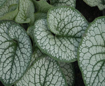 Kaukasische vergeet-me-niet (Brunnera macrophylla 'Sea Heart')