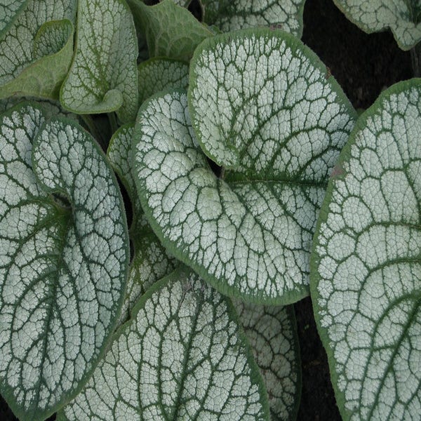 Brunnera macrophylla 'Sea Heart' (Kaukasische vergeet-me-niet)
