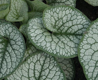 Kaukasische vergeet-me-niet (Brunnera macrophylla 'Sea Heart')