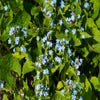 Siberisch vergeet-mij-nietje (Brunnera sibirica)