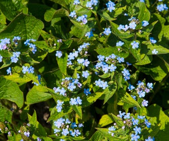Siberisch vergeet-mij-nietje (Brunnera sibirica)