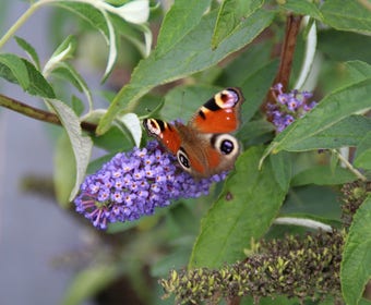 Vlinderstruik (Buddleja davidii 'Empire Blue')