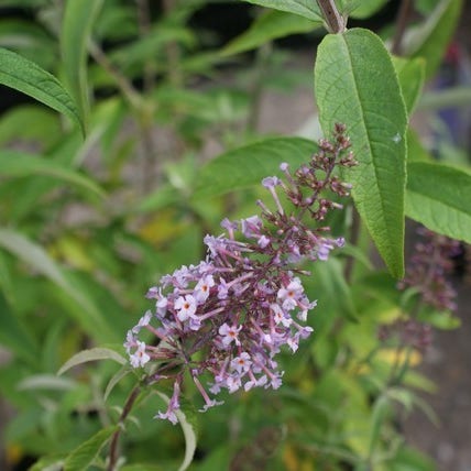 Vlinderstruik (Buddleja davidii 'Nanhoensis')