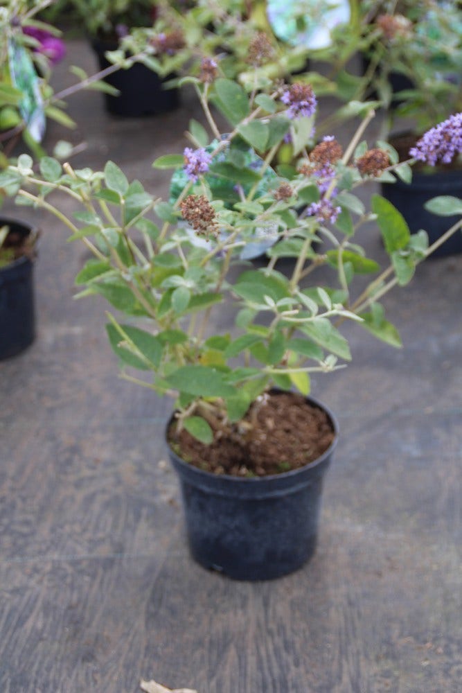 Vlinderstruik (Buddleja Free Petite 'Blue Heaven')