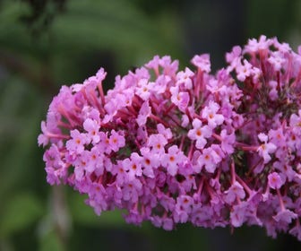 Vlinderstruik (Buddleja davidii 'Pink Delight')