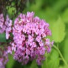 Vlinderstruik (Buddleja davidii 'Pink Delight') BIO