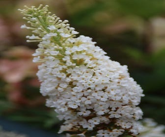Vlinderstruik (Buddleja davidii 'White Profusion') BIO