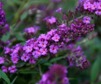 Vlinderstruik (Buddleja davidii Free Petite® Dark Pink )