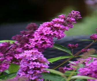 Reiziger Legende Heel boos planten aan de kust | Directplant