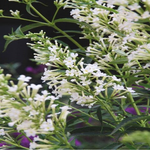 Vlinderstruik (Buddleja 'Free petite® Snow White')