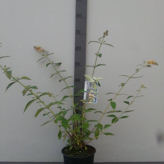Vlinderstruik (Buddleja davidii 'Royal Red ') kopen en online bestellen Vlinderstruik (Buddleja davidii 'Royal Red ') kopen en online bestellen