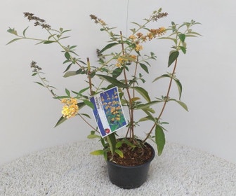 Vlinderstruik (Buddleja weyeriana 'Sungold')