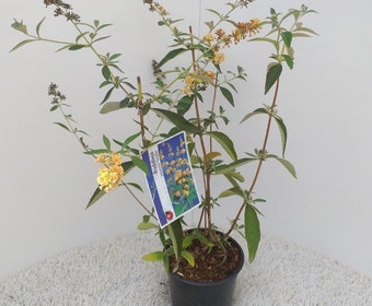 Vlinderstruik (Buddleja weyeriana 'Sungold')