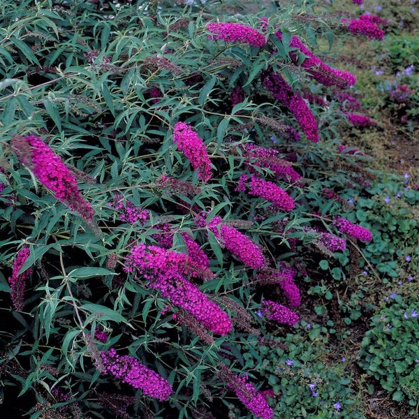 Vlinderstruik 'Nanho Blue', Buddleja davidii 'Nanho Blue' kopen Vlinderstruik 'Nanho Blue', Buddleja davidii 'Nanho Blue' kopen