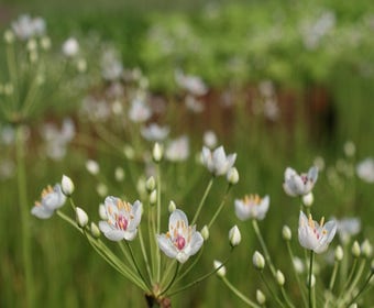 Zwanebloem (Butomus umbellatus) 