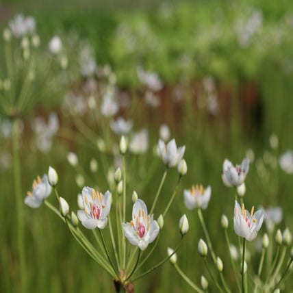 (Butomus umbellatus
