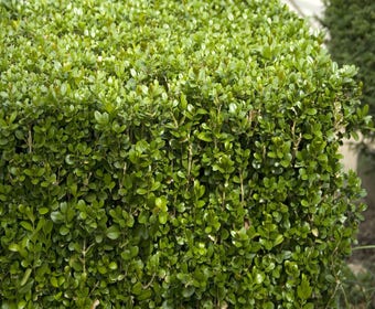 Buxus (Buxus microphylla 'Faulkner')