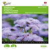 Leverbalsem (Ageratum houstonianum 'Blue Mink')