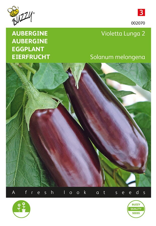 Aubergine