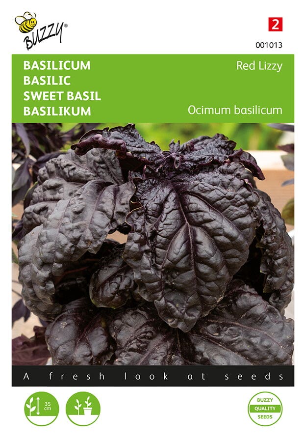 Basilicum