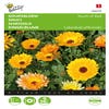 Calendula, Goudsbloem Touch of Red