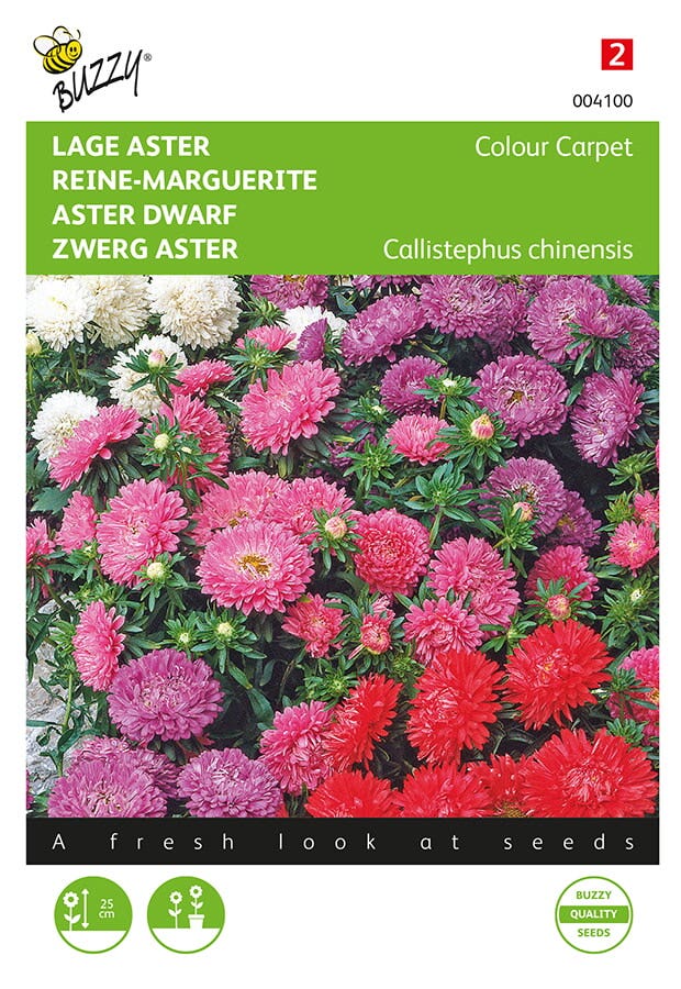 Zomeraster